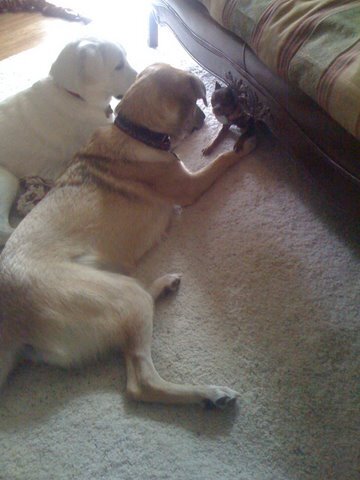 bella-plastic-surgery-dog1
