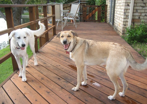 bella-plastic-surgery-dog2